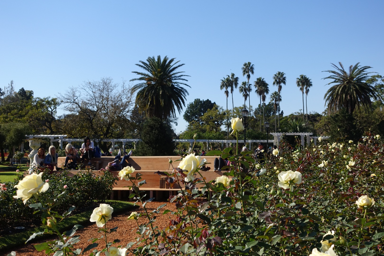 UN LUGAR PARA MIRAR, JARDÍN DE ROSAS.